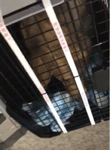 托运宠物找哪个平台最好_宠物托运_托运宠物飞机多少钱