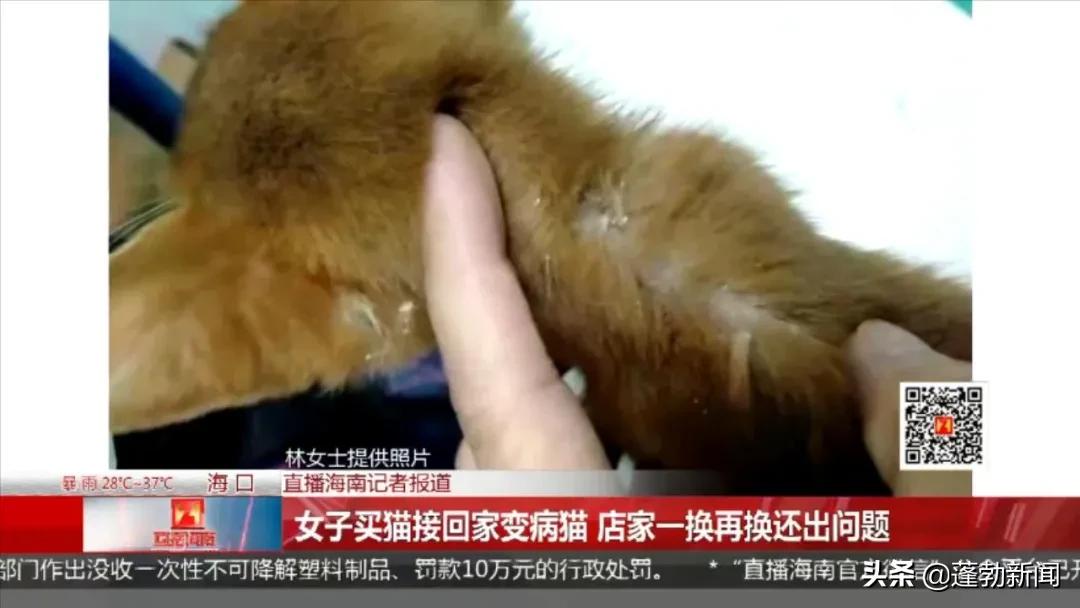 宠物托运顺丰宠必达_宠物随机_宠物用品一手货源批发市场