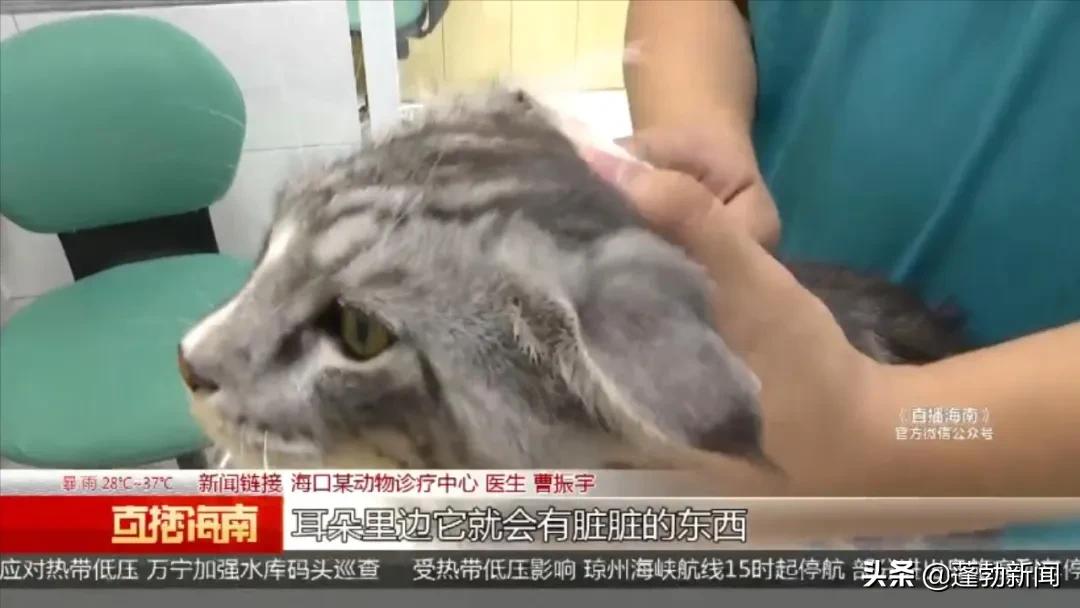 宠物随机_宠物用品一手货源批发市场_宠物托运顺丰宠必达