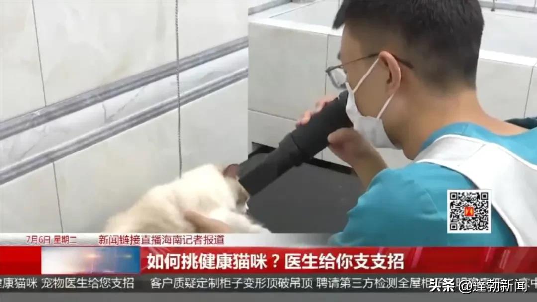 宠物托运顺丰宠必达_宠物随机_宠物用品一手货源批发市场