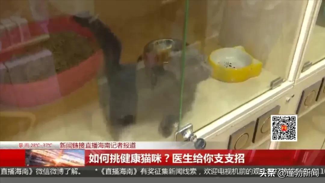 宠物随机_宠物用品一手货源批发市场_宠物托运顺丰宠必达