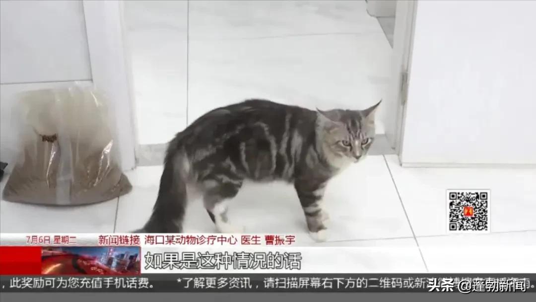 宠物用品一手货源批发市场_宠物随机_宠物托运顺丰宠必达