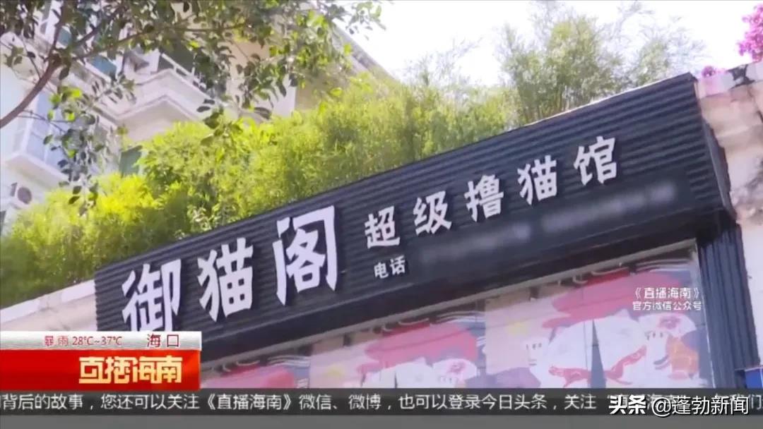 宠物用品一手货源批发市场_宠物托运顺丰宠必达_宠物随机