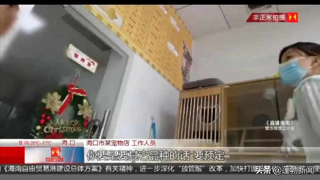 宠物托运顺丰宠必达_宠物随机_宠物用品一手货源批发市场