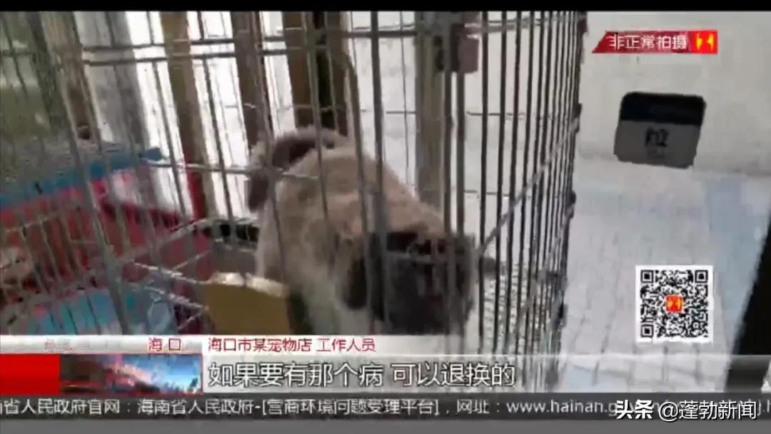 宠物托运顺丰宠必达_宠物用品一手货源批发市场_宠物随机