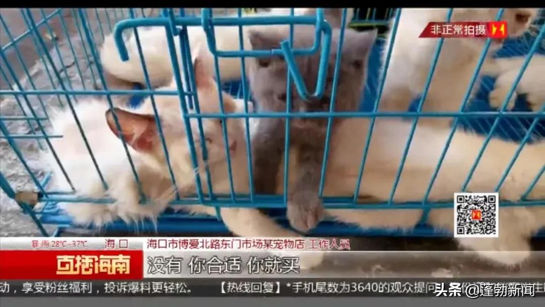 宠物托运顺丰宠必达_宠物用品一手货源批发市场_宠物随机
