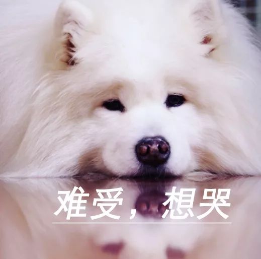 火车托运宠物收费价格_火车宠物托运收费标准_火车托运宠物多少钱一公斤
