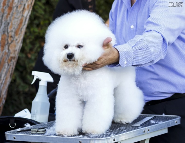 大巴托运狗狗多少钱_火车飞机宠物托运流程_狗狗托运多少钱