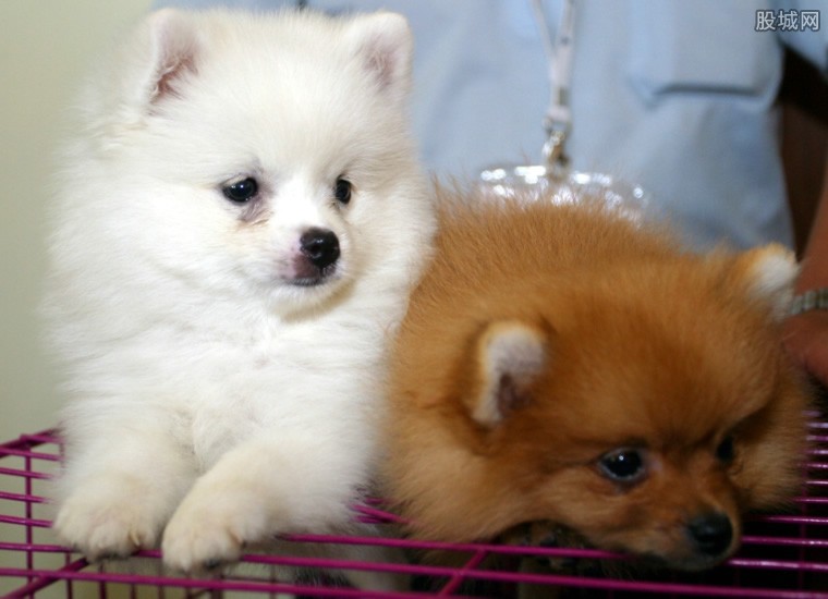 大巴托运狗狗多少钱_狗狗托运多少钱_火车飞机宠物托运流程