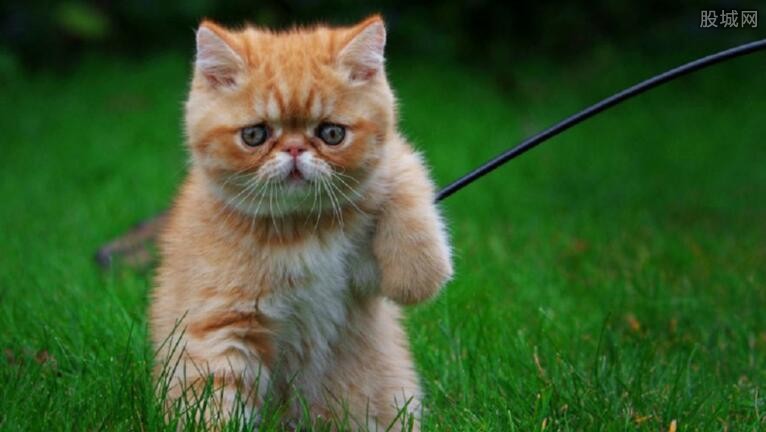 托运猫要垫什么