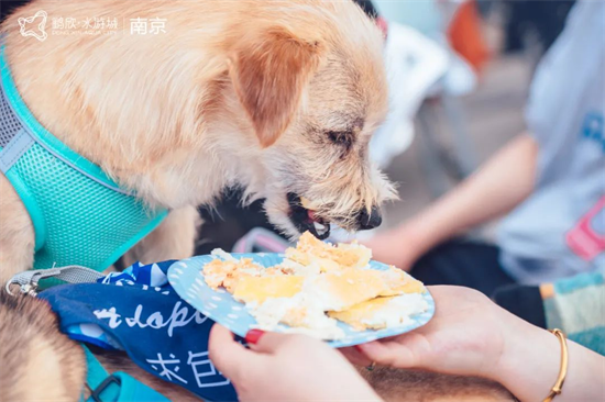 南京宠物友好商场_南京宠物市场哪个最大_南京弘阳茂宠物服务