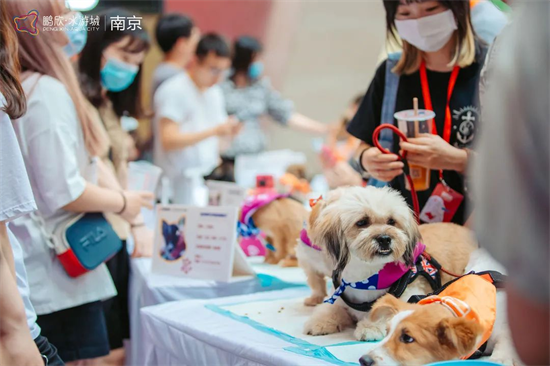 南京弘阳茂宠物服务_南京宠物市场哪个最大_南京宠物友好商场